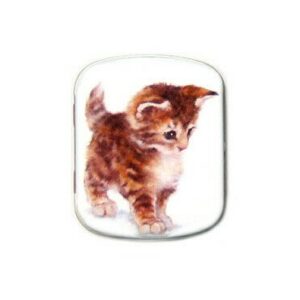 Blikken doosje europese langhaar kitten