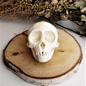 Baby Macaca Mulatta Rhesusaapje schedel