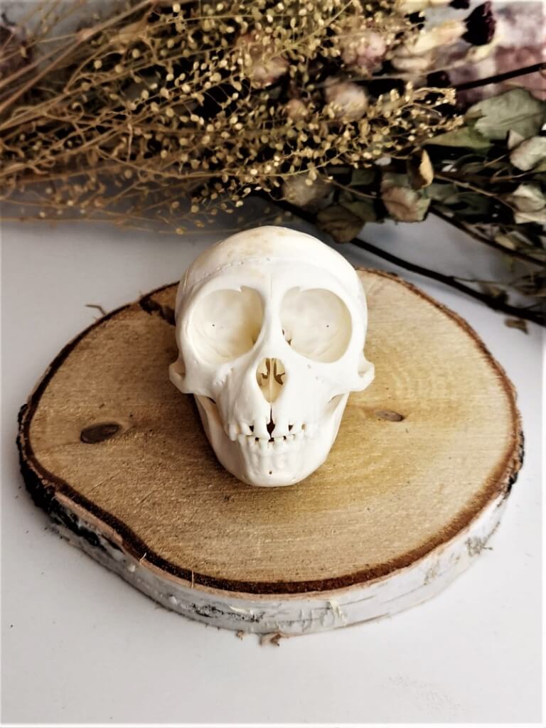 Baby Macaca Mulatta Rhesusaapje schedel