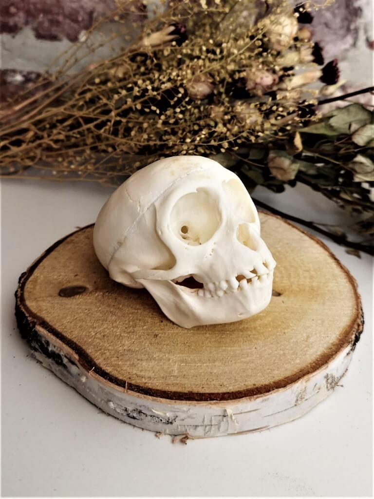 Baby Macaca Mulatta Rhesusaapje schedel - Afbeelding 2