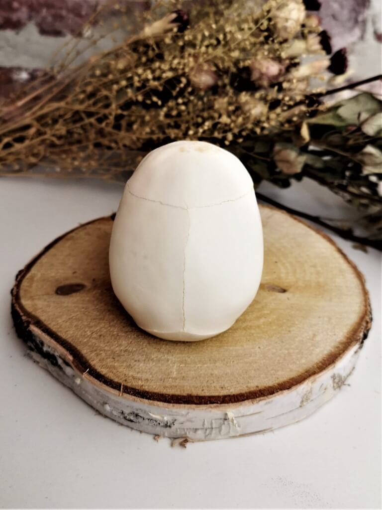 Baby Macaca Mulatta Rhesusaapje schedel - Afbeelding 3