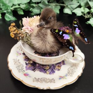 Taxidermie eendje in porseleinen kop