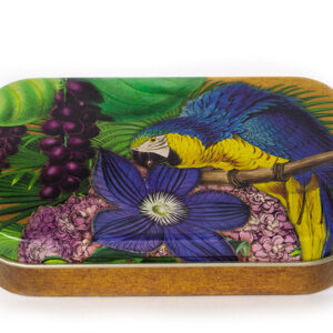 Madame Treacle papegaai kleine blikken doos