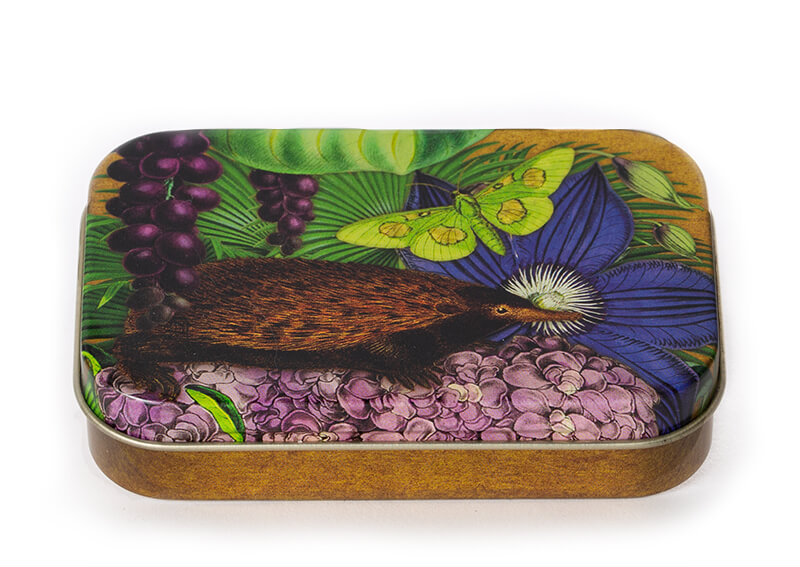 Madame Treacle mierenegel kleine blikken doos