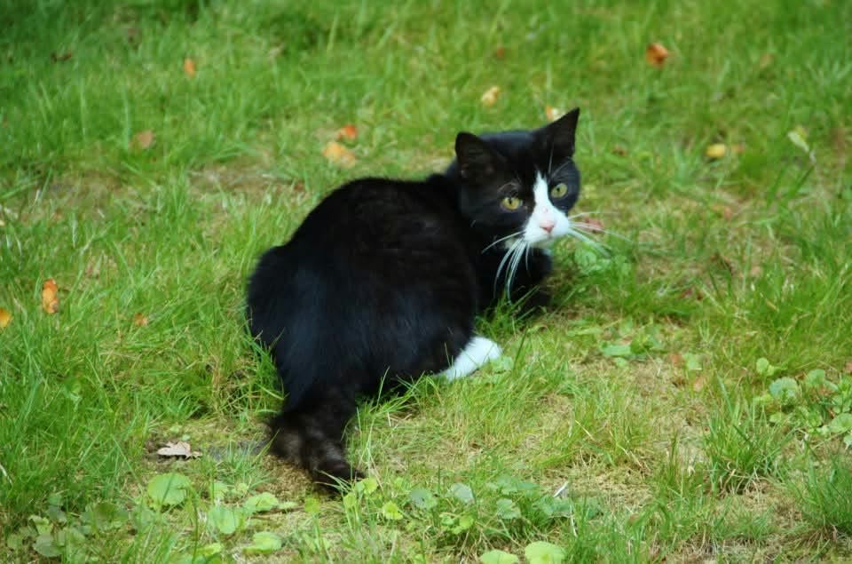 Franje oorhangers Chill de kat - Image 2